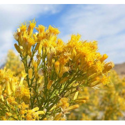 Fleurs de Californie Rabbitbrush 7,5ml