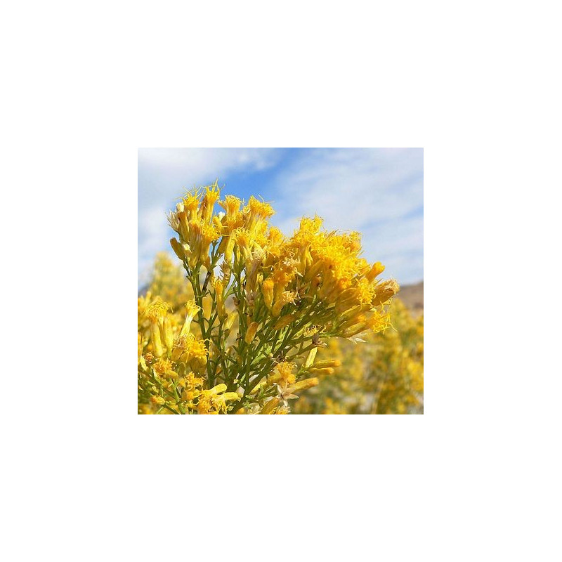 Fleurs de Californie Rabbitbrush 7,5ml
