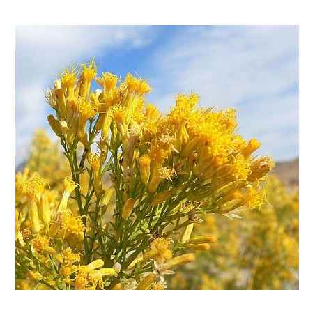 Fleurs de Californie Rabbitbrush 7,5ml