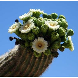 Fleurs de Californie Saguaro  7,5ml