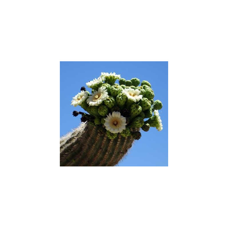 Fleurs de Californie Saguaro 7,5ml Fleurs de Californie Saguaro 7,5ml