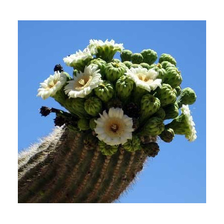 Fleurs de Californie Saguaro  7,5ml