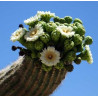 Fleurs de Californie Saguaro  7,5ml