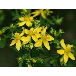 Fleurs de Californie Saint John’s Wort  7,5ml