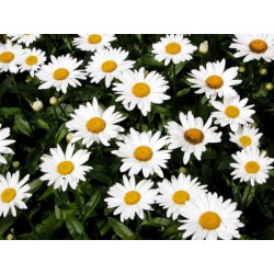 Fleurs de Californie Shasta Daisy  7,5ml