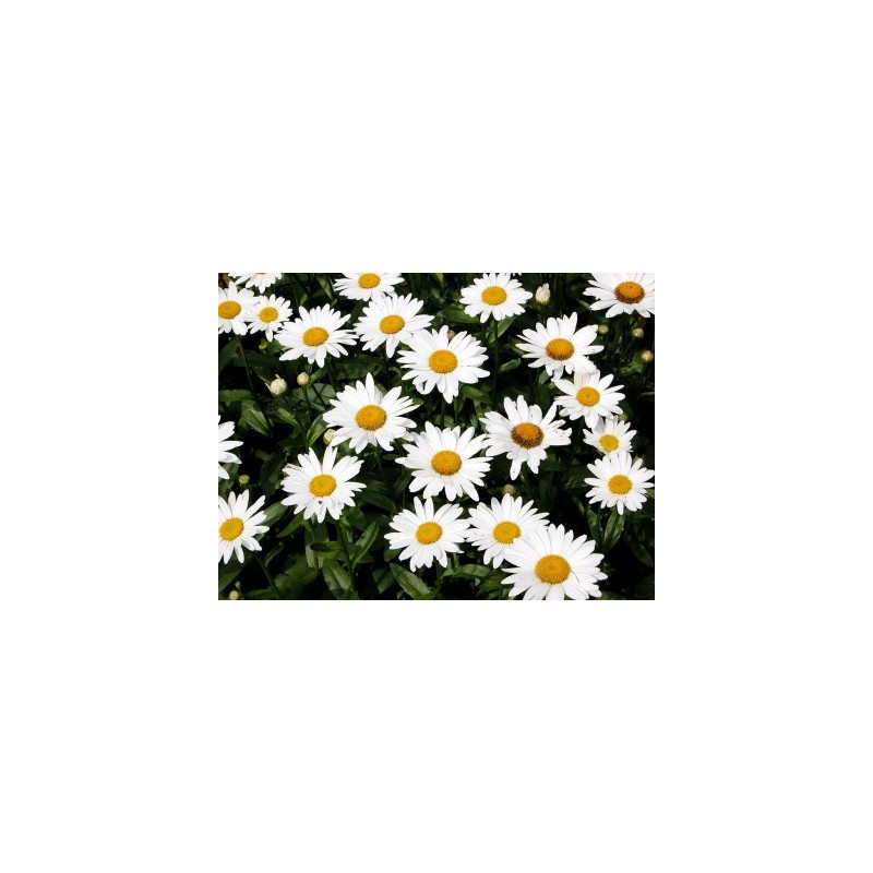Fleurs de Californie Shasta Daisy 7,5ml Fleurs de Californie Shasta Daisy 7,5ml