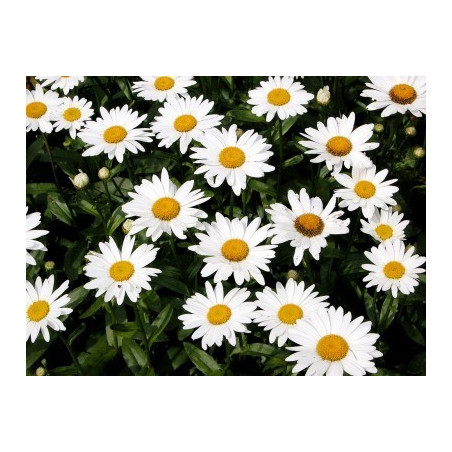 Fleurs de Californie Shasta Daisy  7,5ml
