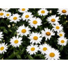 Fleurs de Californie Shasta Daisy  7,5ml