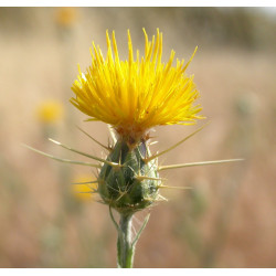 Fleurs de Californie Star Thistle  7,5ml