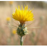 Fleurs de Californie Star Thistle  7,5ml