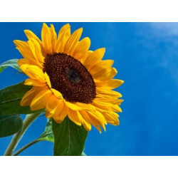 Fleurs de Californie Sunflower  7,5ml
