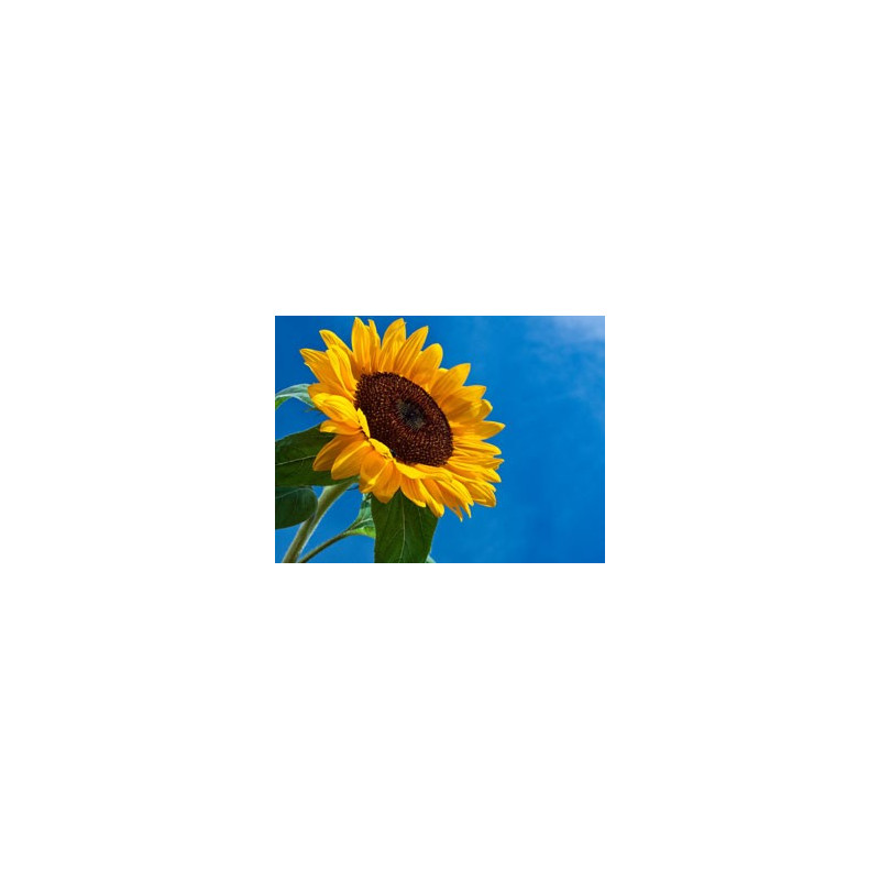 Fleurs de Californie Sunflower  7,5ml
