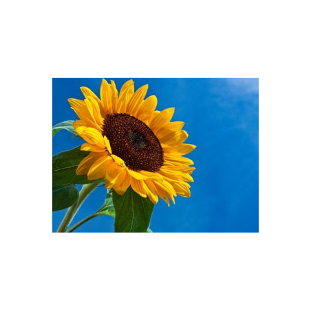 Fleurs de Californie Sunflower  7,5ml