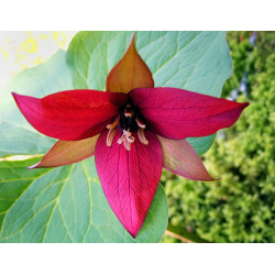 Fleurs de Californie Trillium 7,5ml