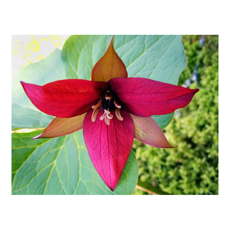 Fleurs de Californie Trillium 7,5ml