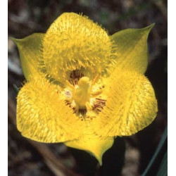 Fleurs de Californie Yellow Star Tulip  7,5ml
