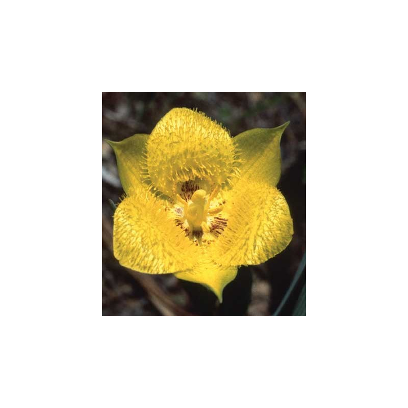 Fleurs de Californie Yellow Star Tulip 7,5ml Fleurs de Californie Yellow Star Tulip 7,5ml