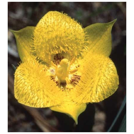 Fleurs de Californie Yellow Star Tulip  7,5ml