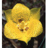 Fleurs de Californie Yellow Star Tulip  7,5ml