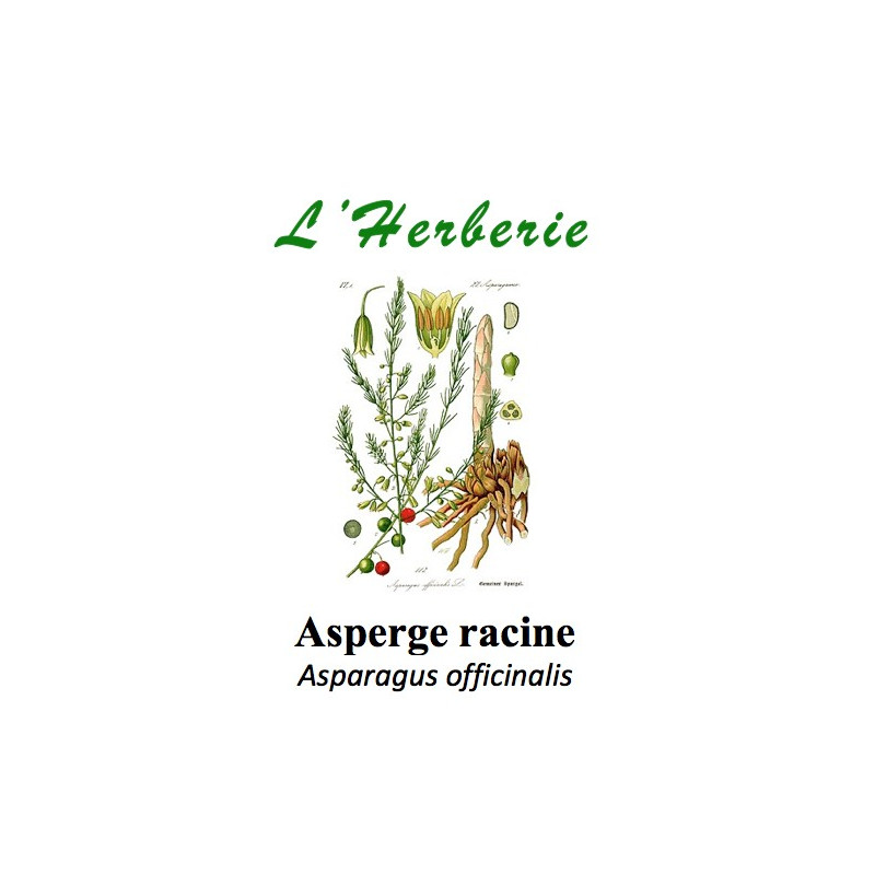 ASPERGE RACINE 100GR