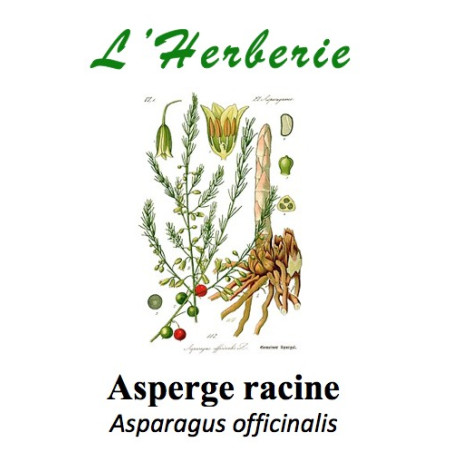 ASPERGE RACINE 100GR