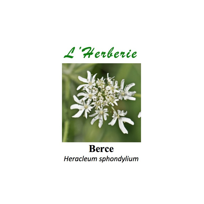 Berce Heracleum sphondylium 100GR Berce Heracleum sphondylium 100GR