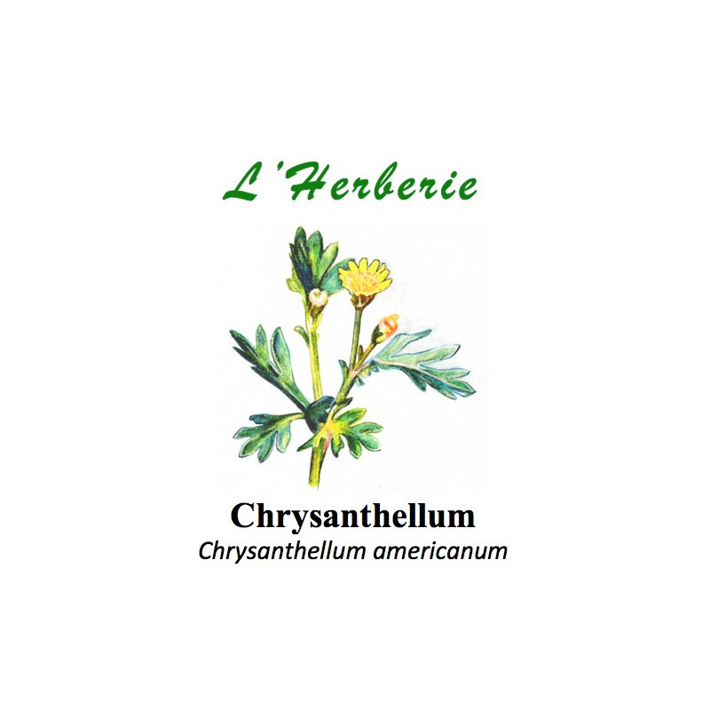 Chrysanthellum Chrysanthellum americanum partie aérienne 100 gr