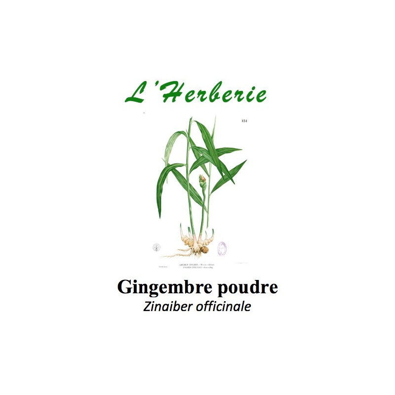 Gingembre poudre Zingiber officinale 100 gr Gingembre poudre Zingiber officinale 100 gr
