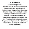 EUPHRAISE CP 100GR