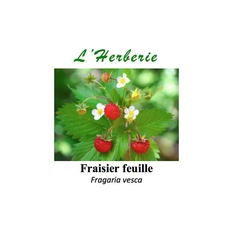Fraisier feuille Fragaria vesca 100 gr