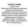 Fraisier feuille Fragaria vesca 100 gr