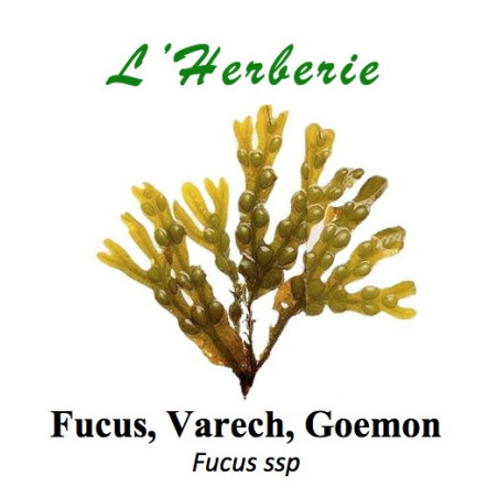FUCUS, VARECH, GOEMON 100GR