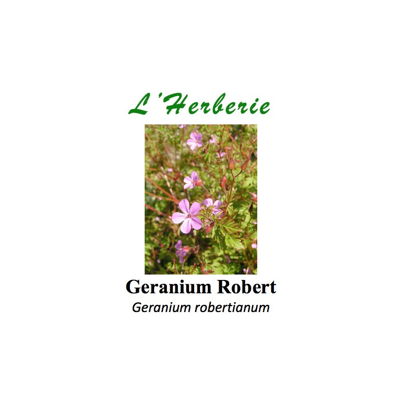 Geranium Robert Geranium robertianum 100 gr Geranium Robert Geranium robertianum 100 gr