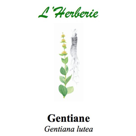 GENTIANE RACINE 100GR