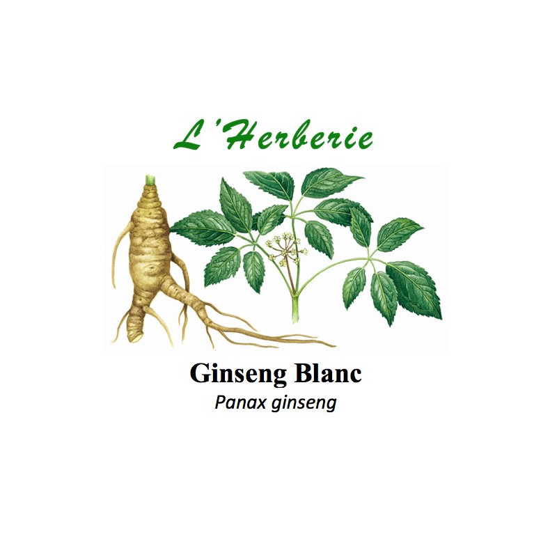 Ginseng Blanc Panax ginseng 25 gr Ginseng Blanc Panax ginseng 25 gr