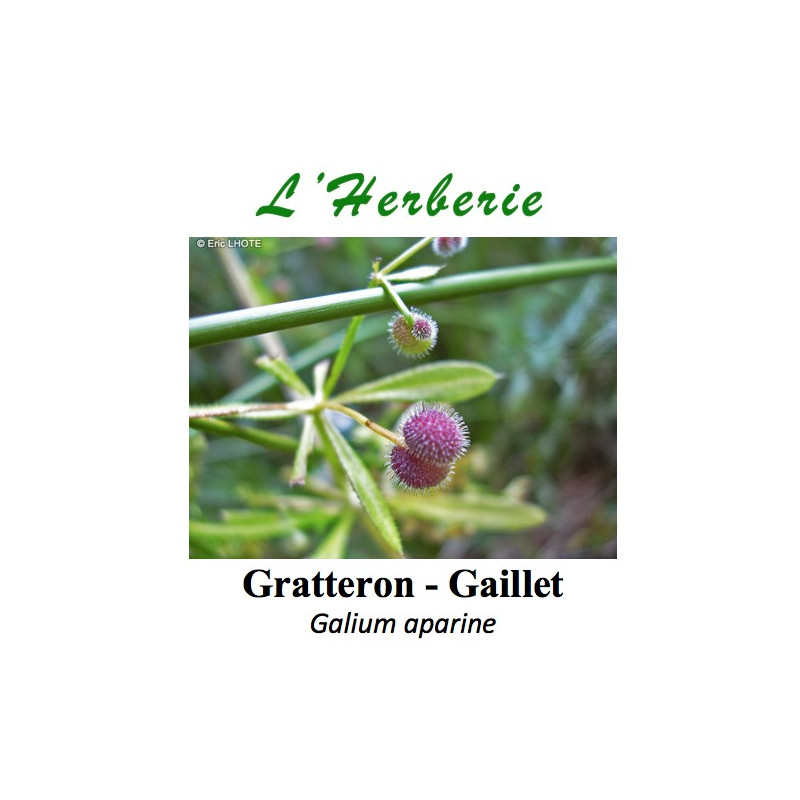 Gratteron - Gaillet Galium aparine 100 gr Gratteron - Gaillet Galium aparine 100 gr