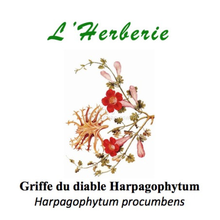 GRIFFE DU DIABLE 100GR HARPAGOPHYTUM
