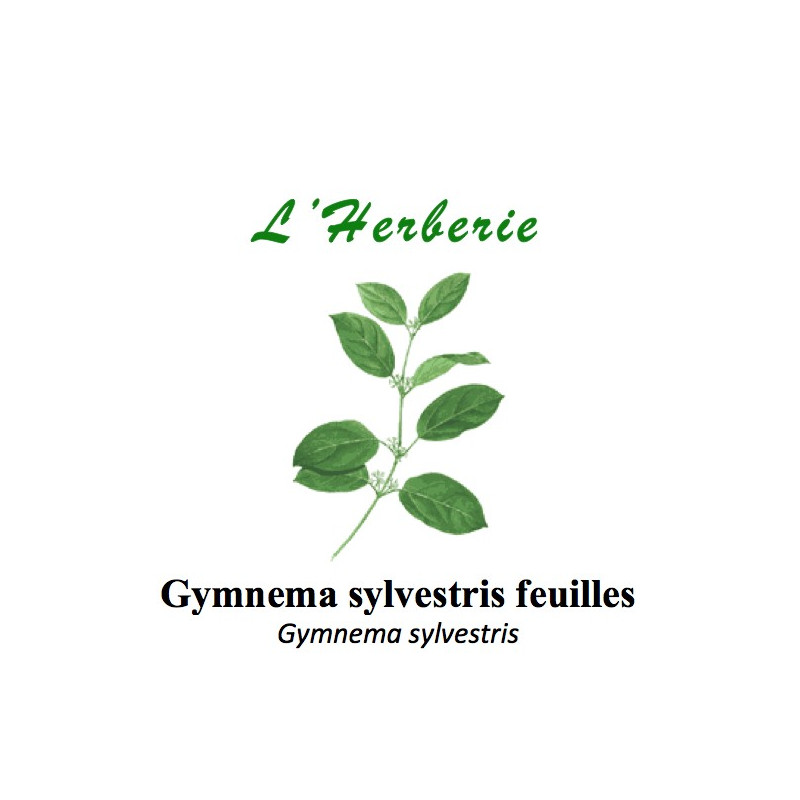 GYMNEMA SYLVESTRIS feuilles 100GR GYMNEMA SYLVESTRIS feuilles 100GR