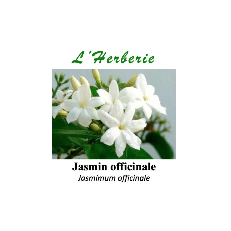 JASMIN OFF FLEURS 100GR Jasminum officinalis JASMIN OFF FLEURS 100GR Jasminum officinalis