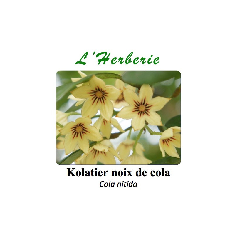 Kolatier noix de cola 100 gr Cola nitida Kolatier noix de cola 100 gr Cola nitida
