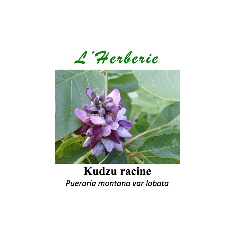 Kudzu racine poudre 100 gr Pueraria montana var lobata Kudzu racine poudre 100 gr Pueraria montana var lobata