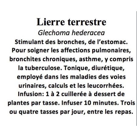 LIERRE TERRESTRE 100 GR Glechoma hederacea