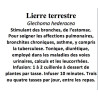 LIERRE TERRESTRE 100 GR Glechoma hederacea