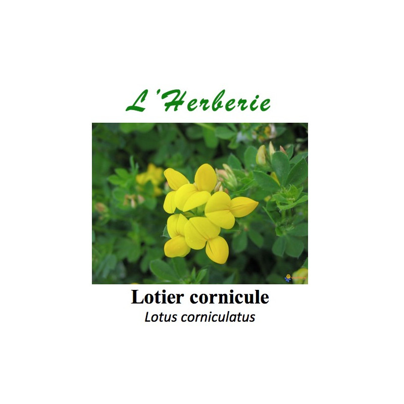 LOTIER CORNICULE COUPE 100 GR Lotus corniculatus LOTIER CORNICULE COUPE 100 GR Lotus corniculatus