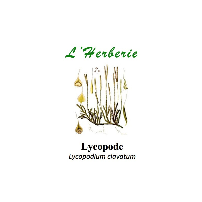 LYCOPODE 100GR Lycopodium clavatum LYCOPODE 100GR Lycopodium clavatum