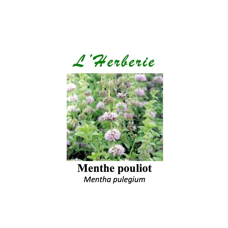 Menthe pouliot 100 gr Mentha pulegium