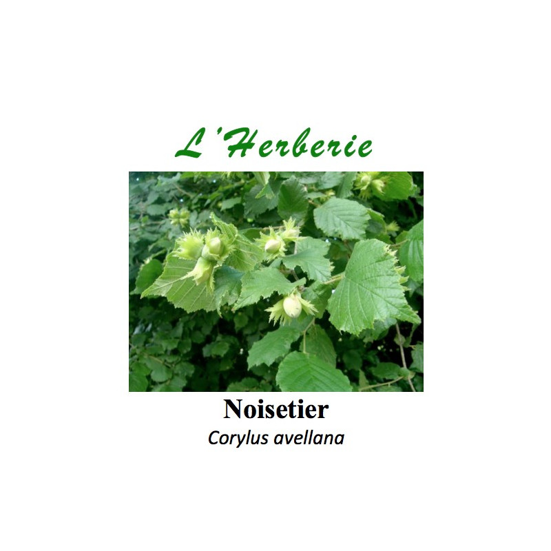 Noisetier feuilles 100 gr Corylus avellana Noisetier feuilles 100 gr Corylus avellana