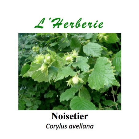 Noisetier feuilles 100 gr Corylus avellana