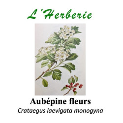 Aubépine – Fleurs coupées (100 g) – Crataegus monogyna