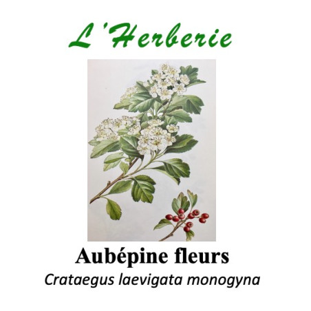 Aubépine – Fleurs coupées (100 g) – Crataegus monogyna